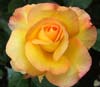 Solitaire Rose